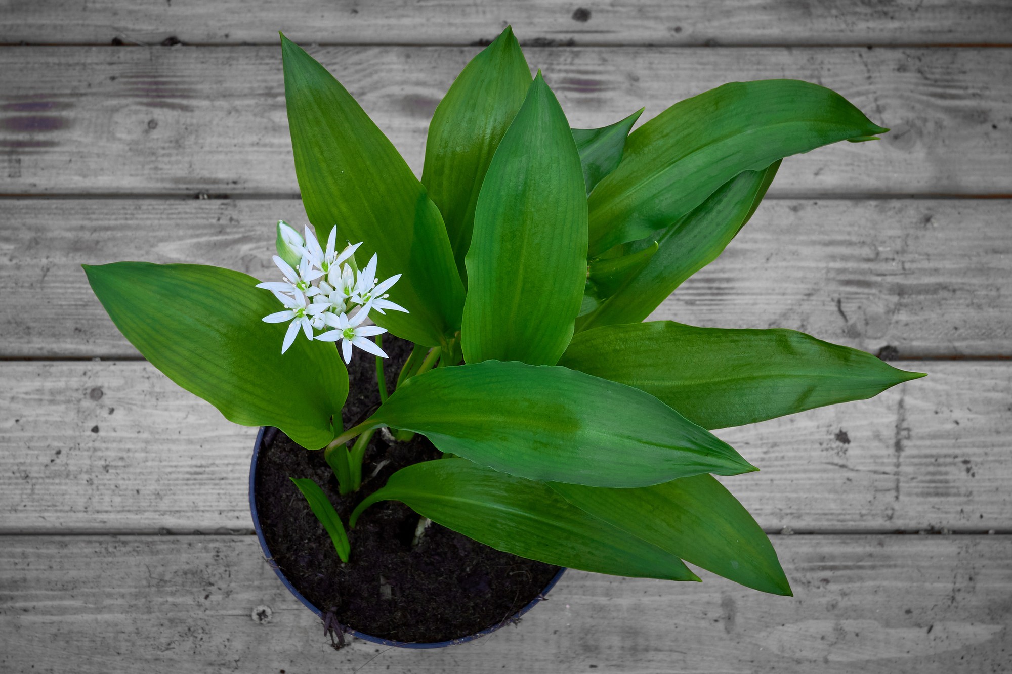 Ak nemáte záhradu, medvedí cesnak vám porastie aj v kvetináči na balkóne či na okne.