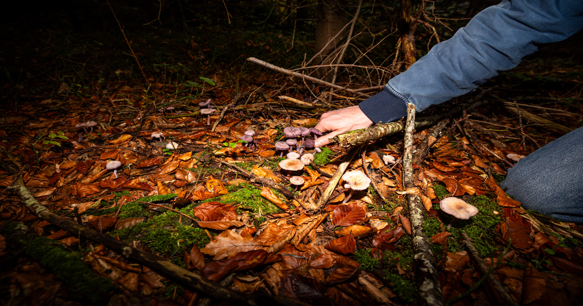 Paolo Brosio lancia appello: rispettate i funghi dei boschi