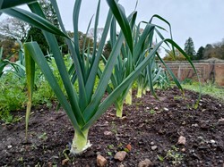 Czy w maju można sadzić pory do gruntu? Wskazówki