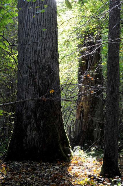 Galeria Polska - Puszcza Białowieska zagrożona?, obrazek 28