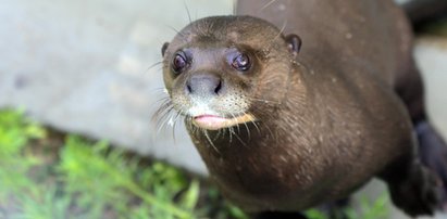 Zakochane wydry mieszkają w łódzkim zoo. Czy będą z tego dzieci?