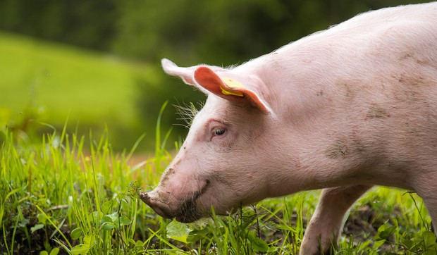 svinja shutterstock 443469592