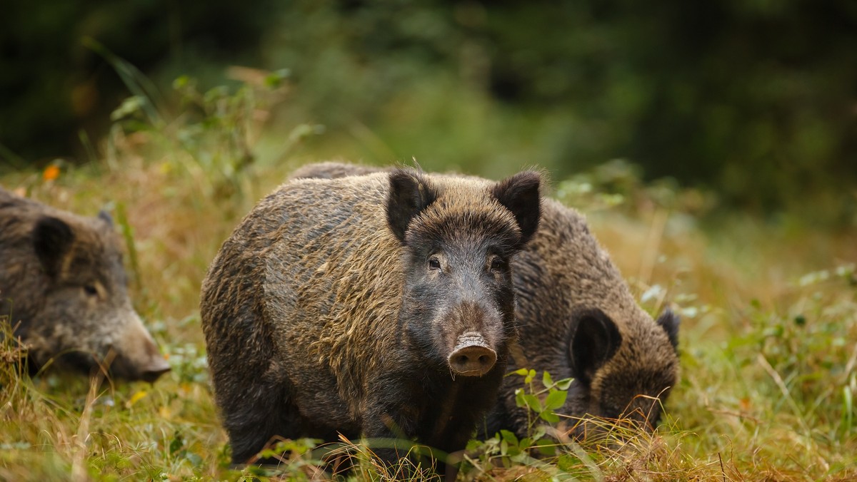 Podlaska Izba Rolnicza zaapelowała w środę do tych rolników w regionie, którym dziki zniszczyły uprawy, a szkody zostały oszacowane przez komisje, by w biurach ARiMR składali wnioski o rekompensaty. Muszą to zrobić do 28 listopada.