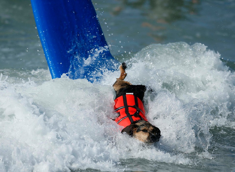 Takich surferów jeszcze nie widzieliście!