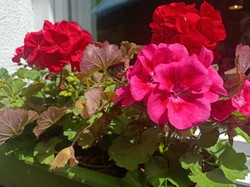 Zrób to raz w tygodniu, a pelargonie zakwitną jak szalone! 6 prostych trików