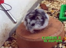 Mały chomik utknął w grze komputerowej