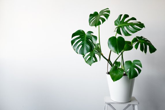 Monstera - kseniaso/stock.adobe.com