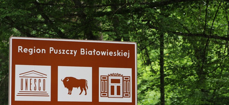 Pobito duszpasterza Lasów Państwowych? Policja wyjaśnia incydent w Puszczy Białowieskiej