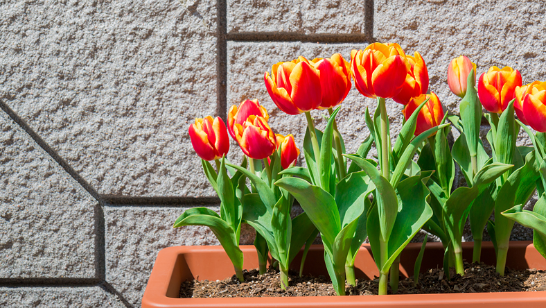 A szomszéd virágkertész rám szólt: EZT kell tenni a leveleivel a hervadt  tulipánnak. Így megint virágozni fog - Blikk Rúzs