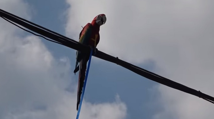 Reptetés közben került veszélybe a gyönyörű papagáj / fotó: katasztrófavédelem