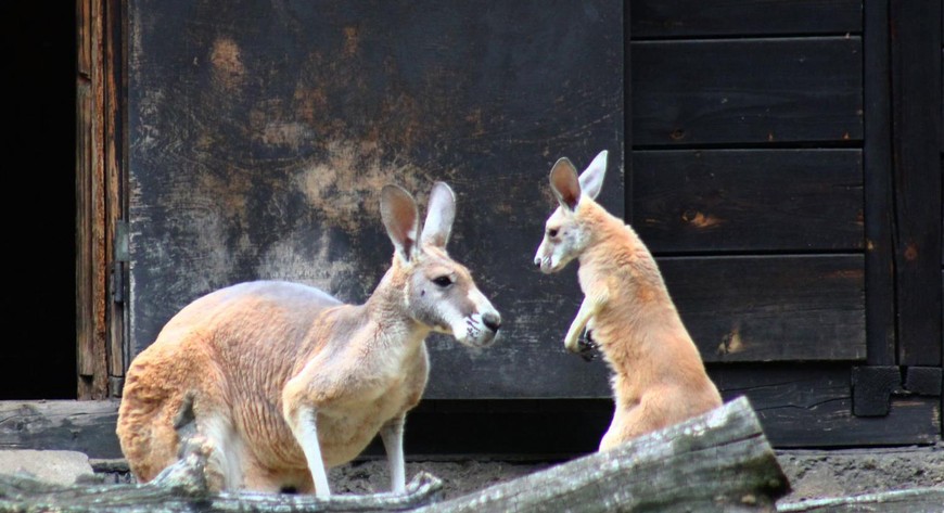W warszawskim zoo urodziło się kangurzątko