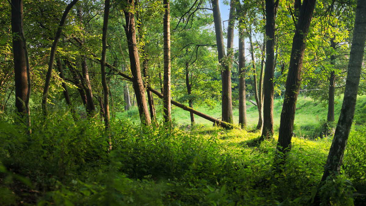 Ponad 3,5 mln zł otrzymały w tym roku z Funduszu Leśnego dwa parki narodowe na Podkarpaciu: Bieszczadzki i Magurski.