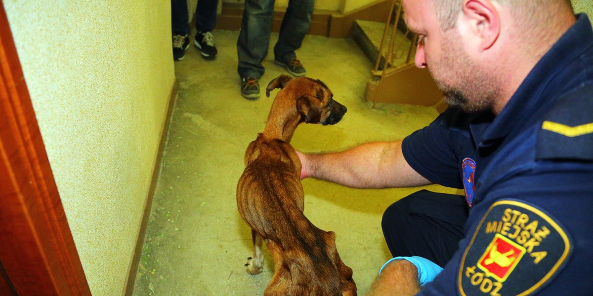 Strażnicy miejscy z Animal Patrolu uratowali zagłodzone psy z kamienicy przy ul. Zacisze