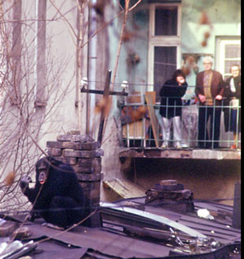 Mužjak šimpanze Sami dva puta je pobegao iz kaveza i prošetao ulicma Beograda