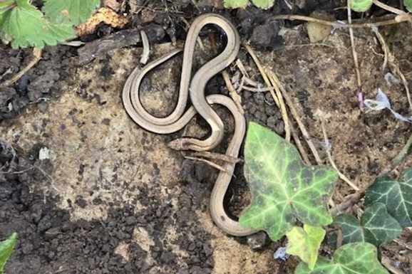 Beograđanin u dvorištu na DEDINJU OTKRIO LEGLO OD 15 ZMIJA! Naš čuveni zmijolovac otkriva o koji vrsti je reč i zašto i ujed neotrovne zmije može da bude opasan (FOTO, VIDEO)