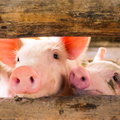 USA zniosły ograniczenia dla importu polskiej wieprzowiny
