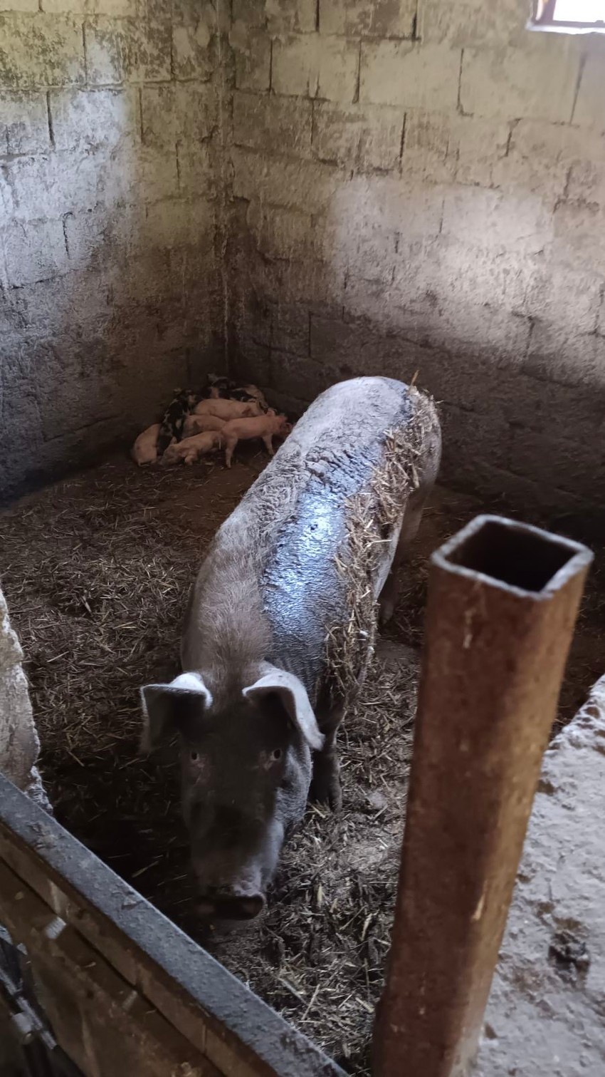 Snežanu svinja napala dok je vraćala jedno prase