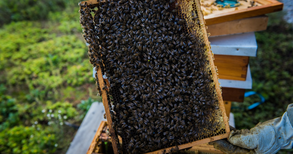 V České republice vzniká online databáze úlů.  Včelaři mají obavy