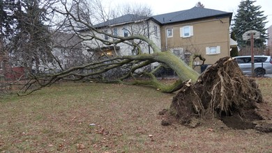 Kiedy sąsiad może żądać usunięcia drzewa?