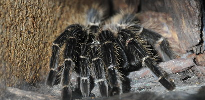 Śmiertelnie niebezpieczny pająk w Biedronce