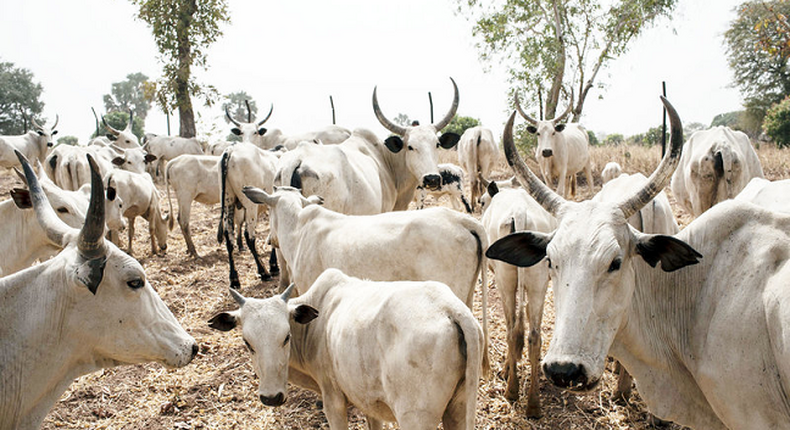 FG to buy cattle worth N2bn to boost animal production in Taraba. [dailytimes]