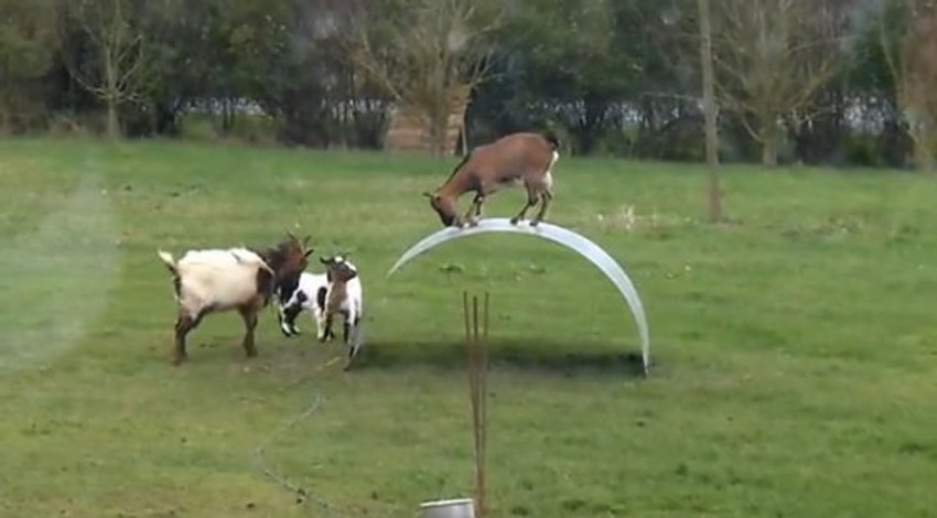 Snimak je napravio Maks Murs, ali nije pojašnjeno čije su kozice ni gde je snimano