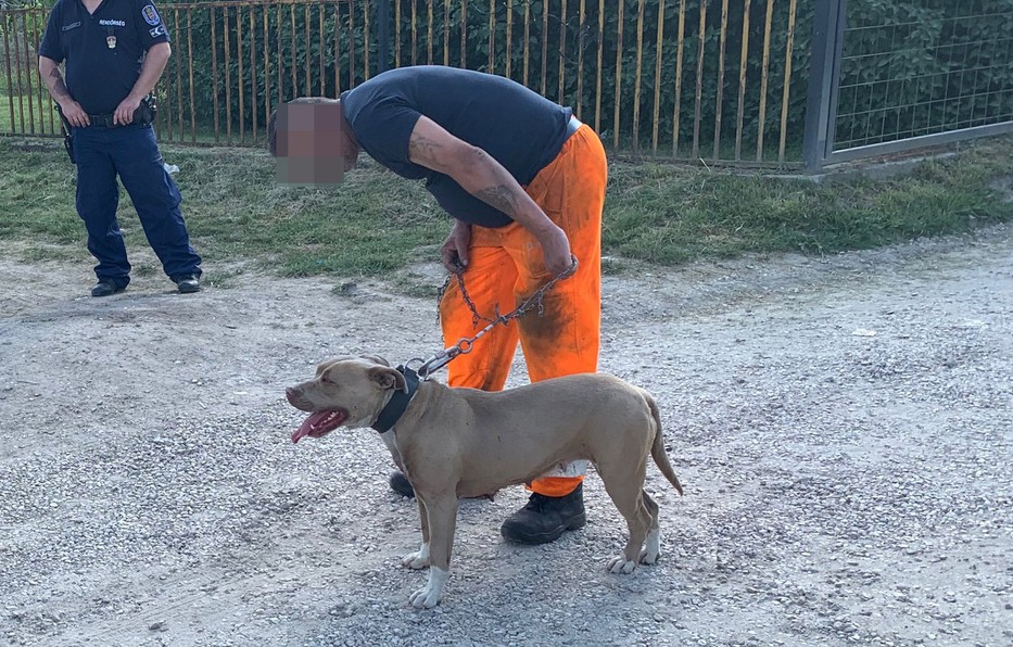 Ez a kutya támadt rá a családra / Fotó: Blikk