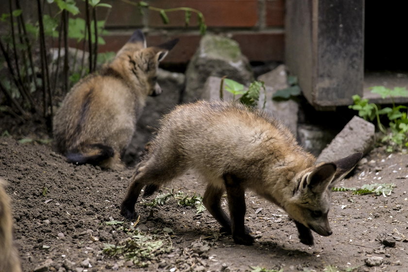 W zoo urodziły się otocjony