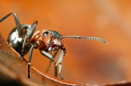 Mrowka cmawa (Formica polyctena)- makrofotografia