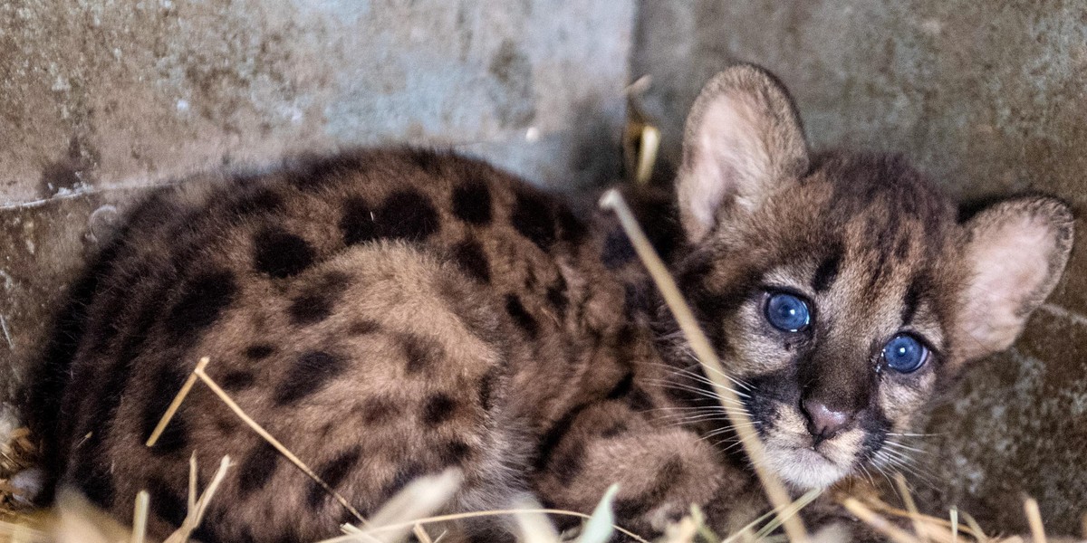 Pumy z ZOO safari Borysew wyrosną na niebezpieczne kociaki 