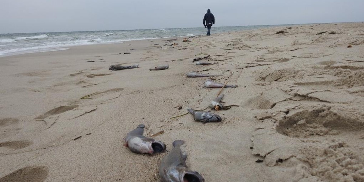 Makabryczny widok na Helu. Mnóstwo okaleczonych ryb na plaży