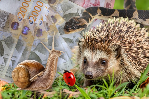 Sve više prijava za UBIJANJE RETKIH ŽIVOTINJA u Srbiji: Za bubamaru 15.000, leptira 10.000, a čak MILION DINARA za ovu vrstu