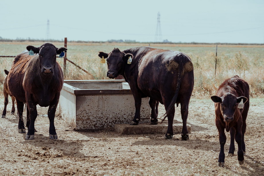 Krowy i cielęta na pastwisku Yolo Land & Cattle Co. w północnej Kalifornii, 23 czerwca 2022 r.