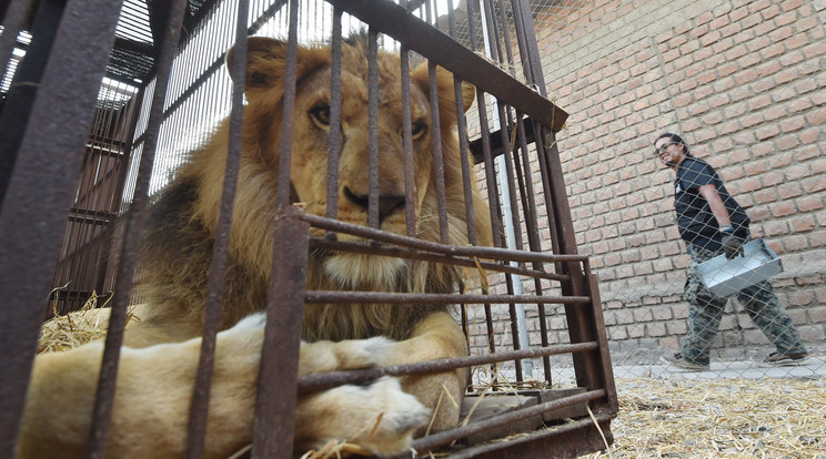Ezt a hím oroszlánt egy perui cirkuszból menekítették Dél-Afrikába az állatvédők/Fotó: AFP