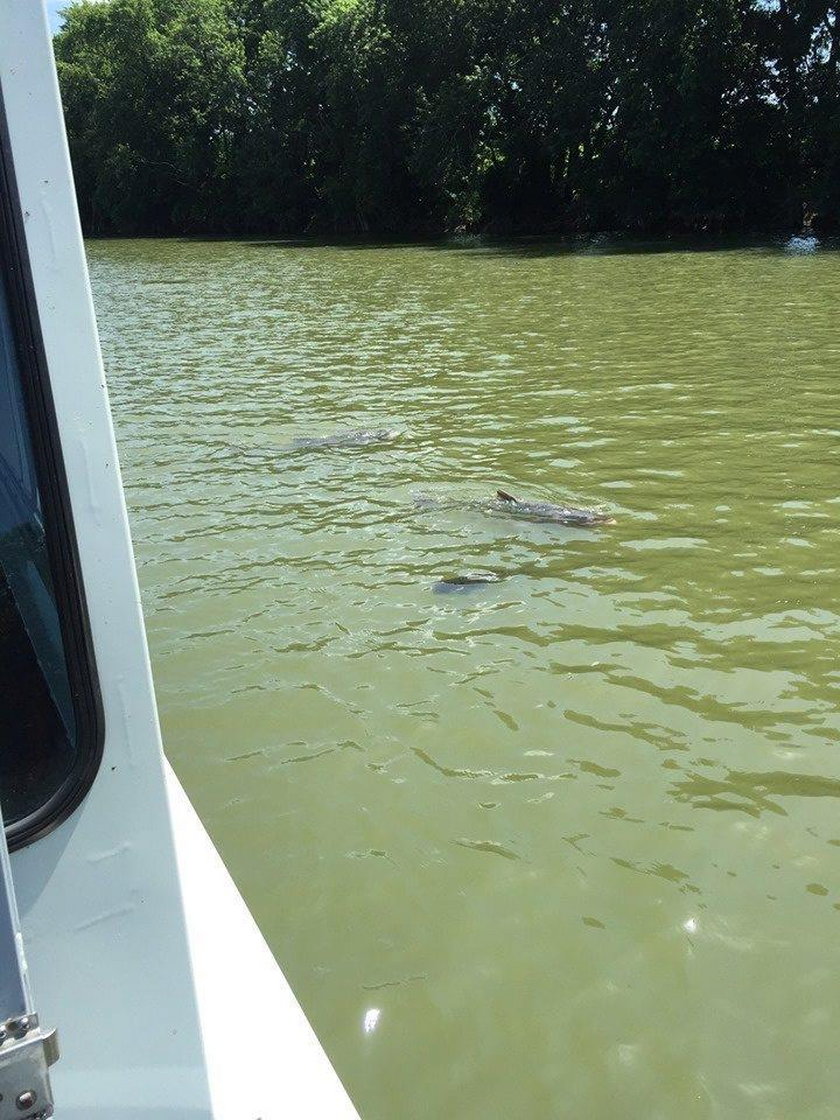 Dead fish are seen floating in the waters of the Kentucky River, following the Jim Beam bourbon ware