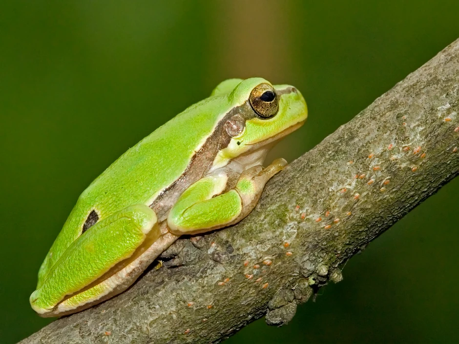 10 4 Hyla arborea