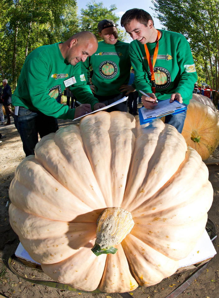 Gigantyczna dynia waży 500 kg!