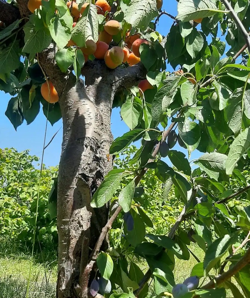 Voćnjak u Aranđelovcu