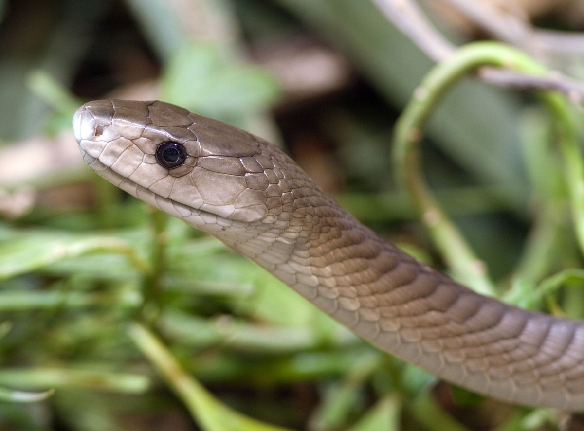 Czarna mamba pomoże na ból głowy?