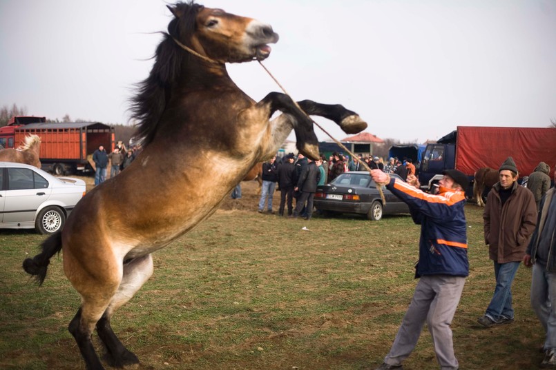 Jarmark koński w Skaryszewie