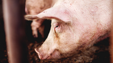 71-letni mężczyzna został zjedzony przez świnie, które sam hodował