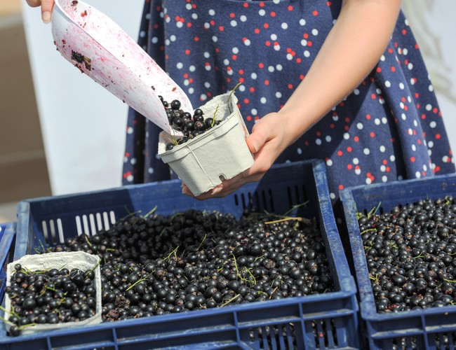 Zwolennicy Pawła Kukiza rozdają porzeczki