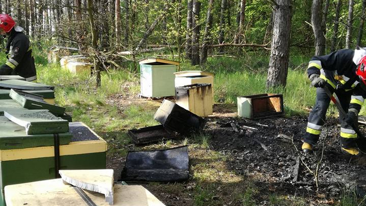 W pożarze, jaki miał miejsce na wrocławskim Strachocinie spłonęło 18 uli. Władysław Andryszczak, właściciel spalonej pasieki szacuje, że zginęło ok. 300 tysięcy pszczół. Prawdopodobnie doszło do celowego podpalenia. Tymczasem wrocławianie już teraz skrzykują się w internecie, organizują piknik, żeby pomóc pszczelarzowi w odbudowaniu spalonych uli.