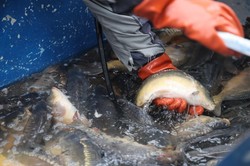 Koniec cierpienia karpi? Aktywiści: Czas najwyższy zakończyć "chorą, PRL-owską tradycję"