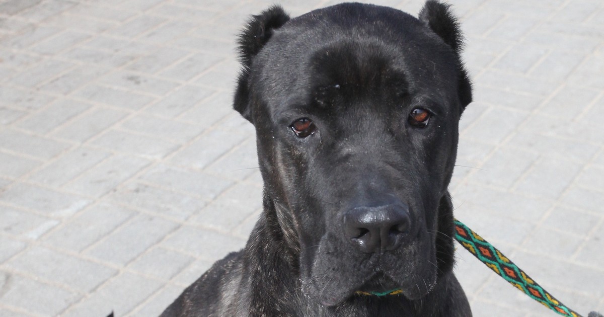 Stado psów zaatakowało weterynarzy. Fatalne wieści dla pogryzionych