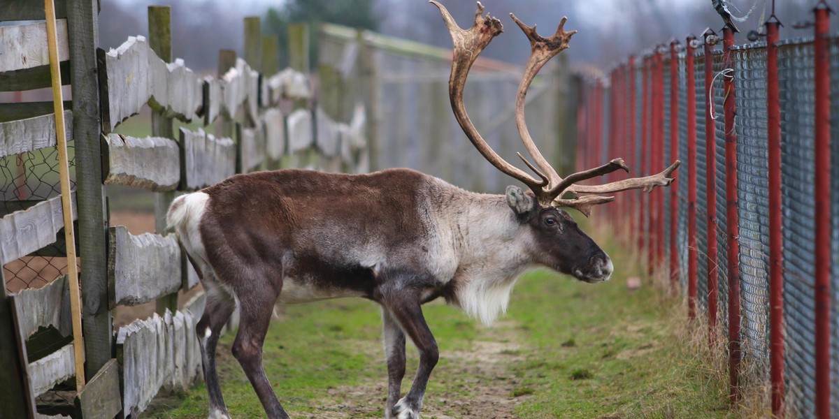 Renifer Rudolf zamieszkał na Ranczu Arka pod Lublinem