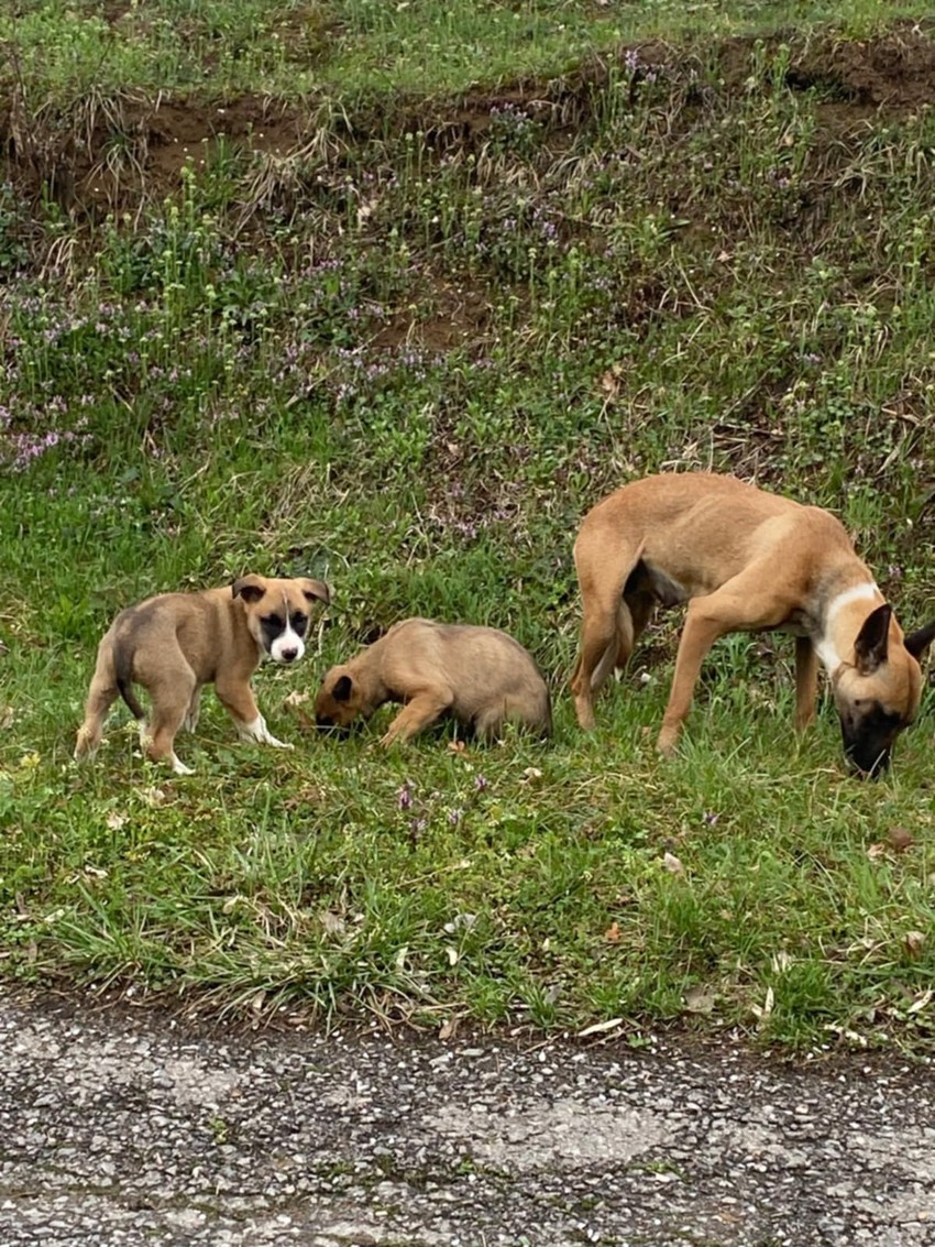 Sagovornica "Blica" kaže da joj je veterinar potvrdio da je keruša ubijena iz lovačke puške