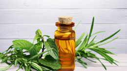 Olejek herbaciany - zastosowanie, właściwości, przeciwwskazania. Na co stosować olejek herbaciany?