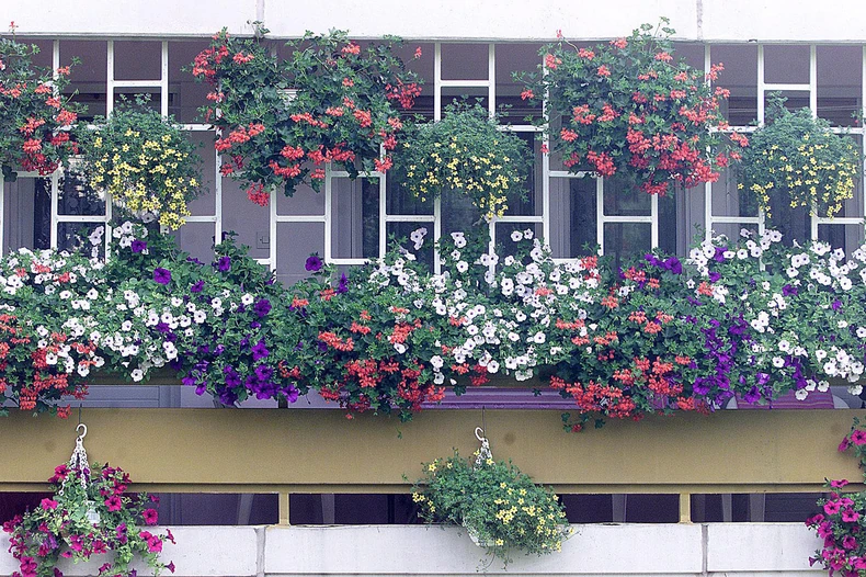 Terase prepune cveća