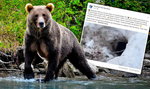 Tak wygląda "niedźwiedzie M1". Tatrzański Park Narodowy udostępnił niecodzienne wideo